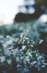 unsplash-bruckner-flowers