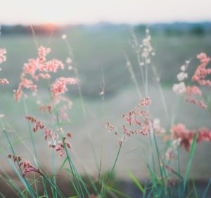 unsplash-do-flowers