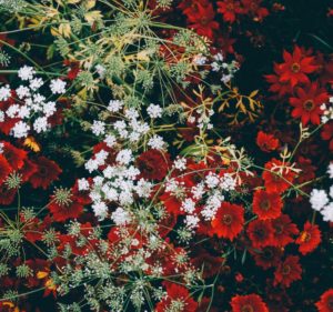 unsplash-spratt-flowers2