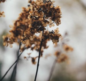 unsplash-spratt-flowers3