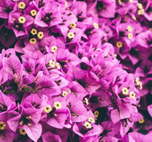 unsplash-paskevic-flowers