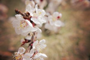 unsplash-austin-flowers