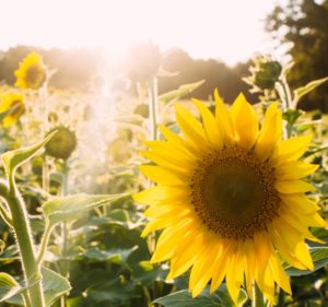 unsplash-hail-flowers