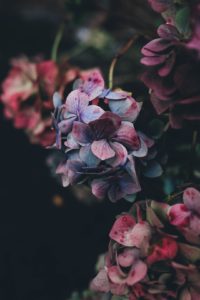 unsplash-spratt-flowers6